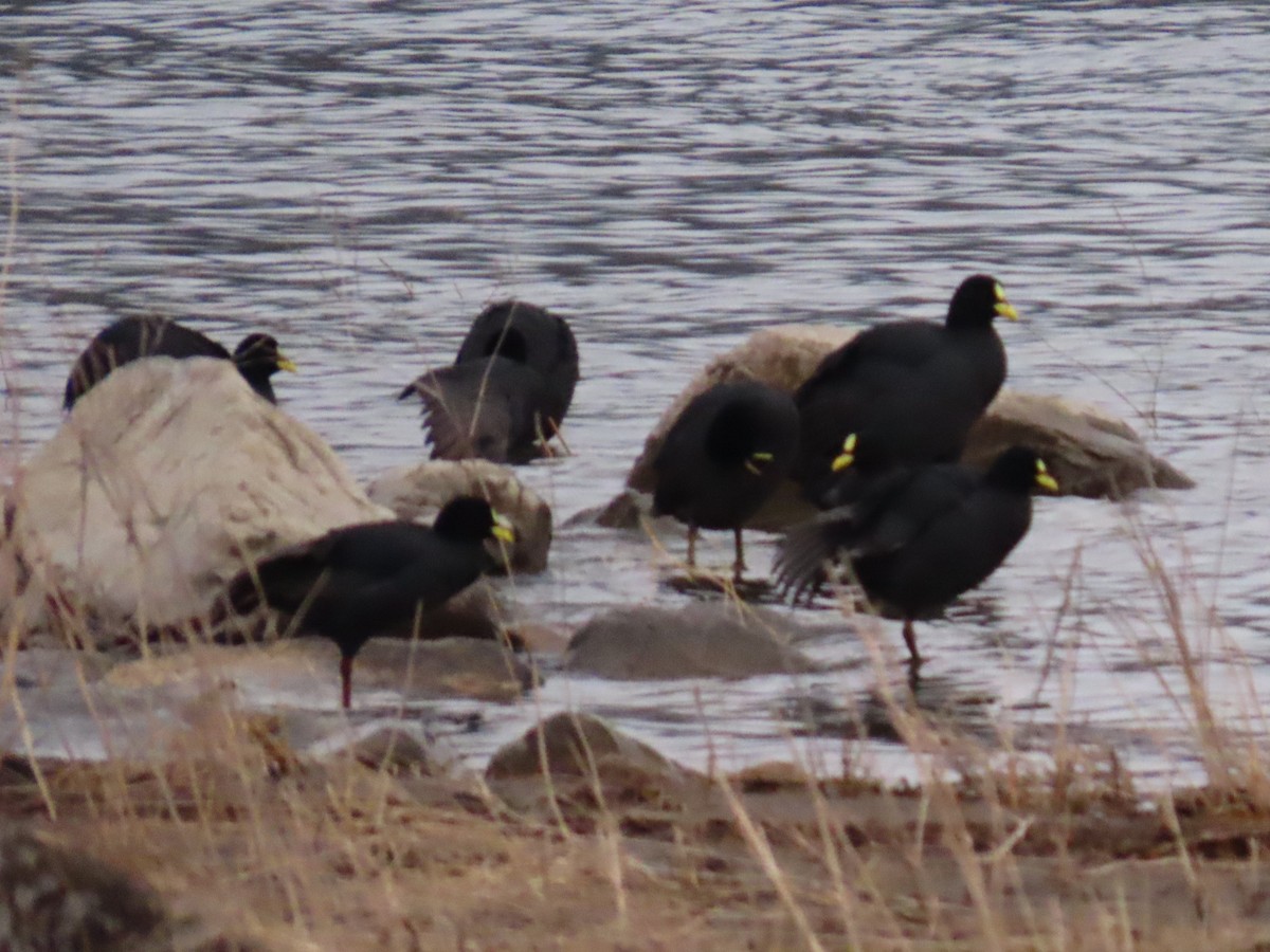 Red-gartered Coot - Pierre Pitte