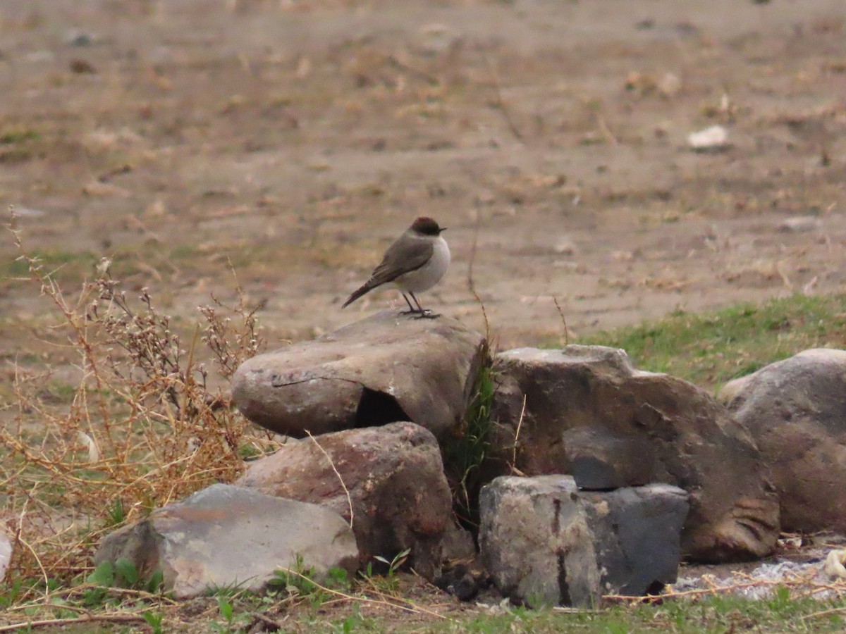 Dark-faced Ground-Tyrant - Pierre Pitte