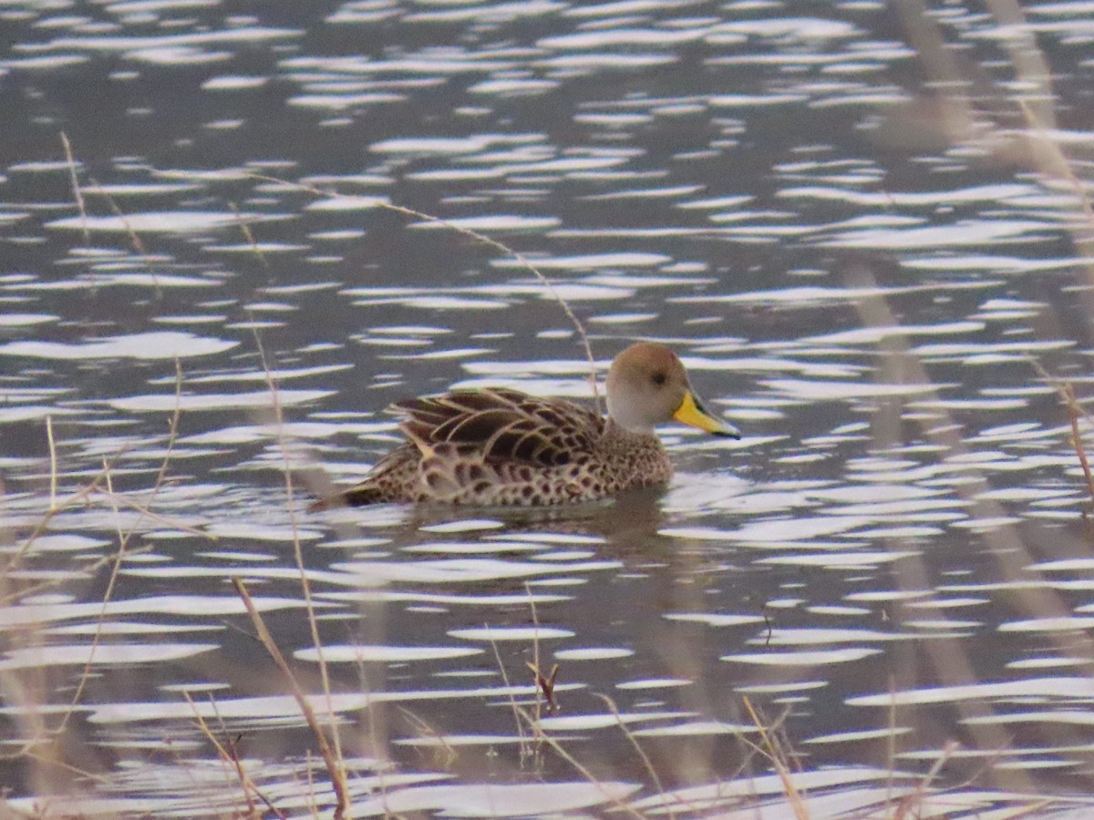 Yellow-billed Pintail - ML578542861