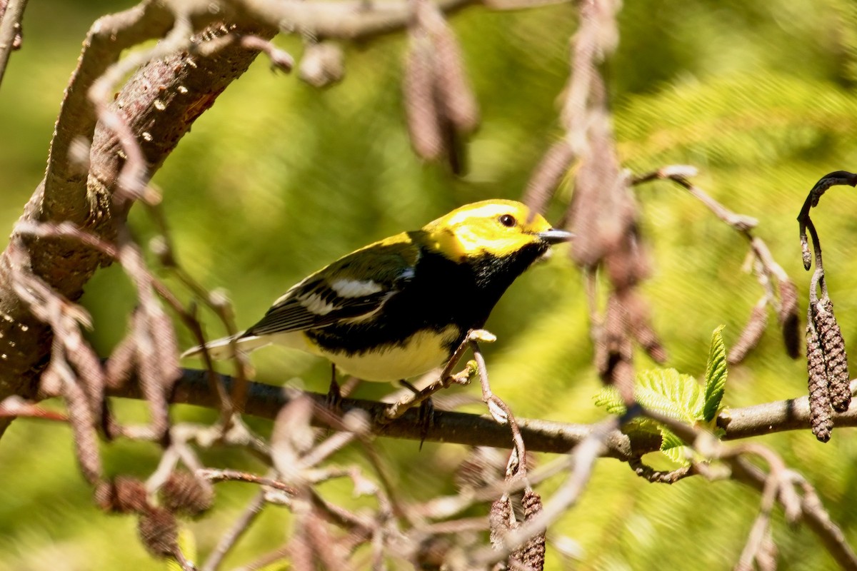 Black-throated Green Warbler - Normand Laplante