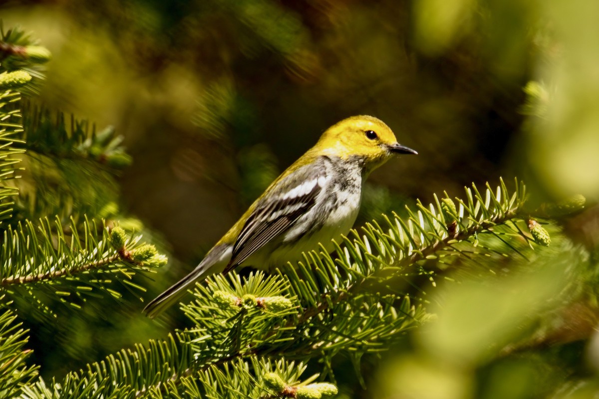 Black-throated Green Warbler - ML578544491