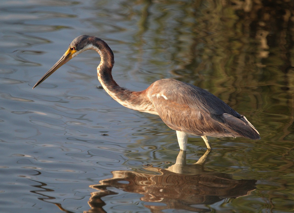 Tricolored Heron - Kelly Fox