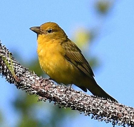 Summer Tanager - Philip Laipis