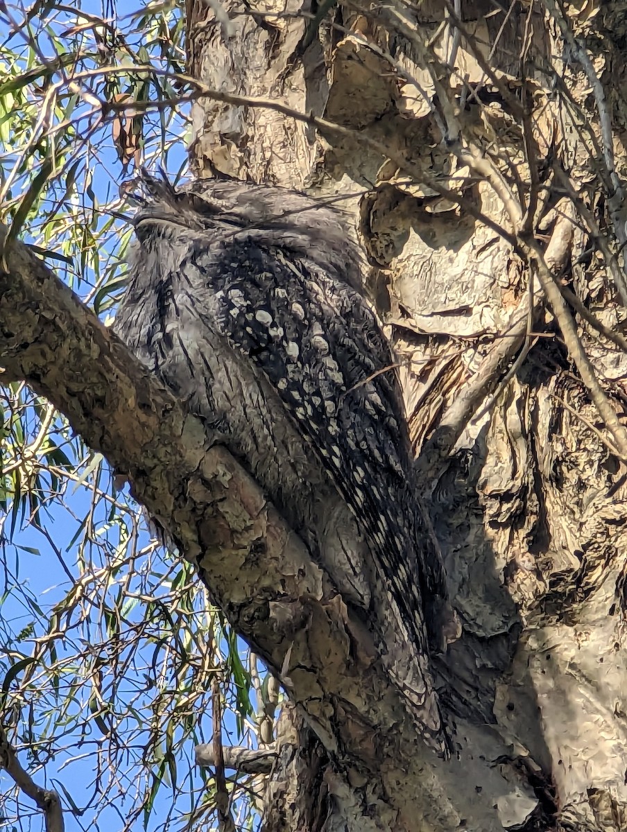 Tawny Frogmouth - ML578546341