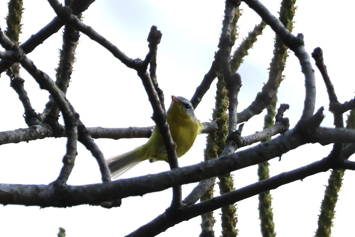 Gray-hooded Warbler - ML578546531