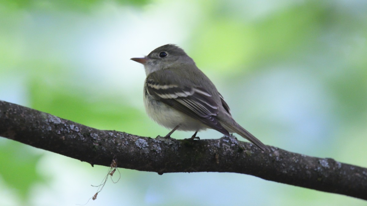Acadian Flycatcher - ML578547721