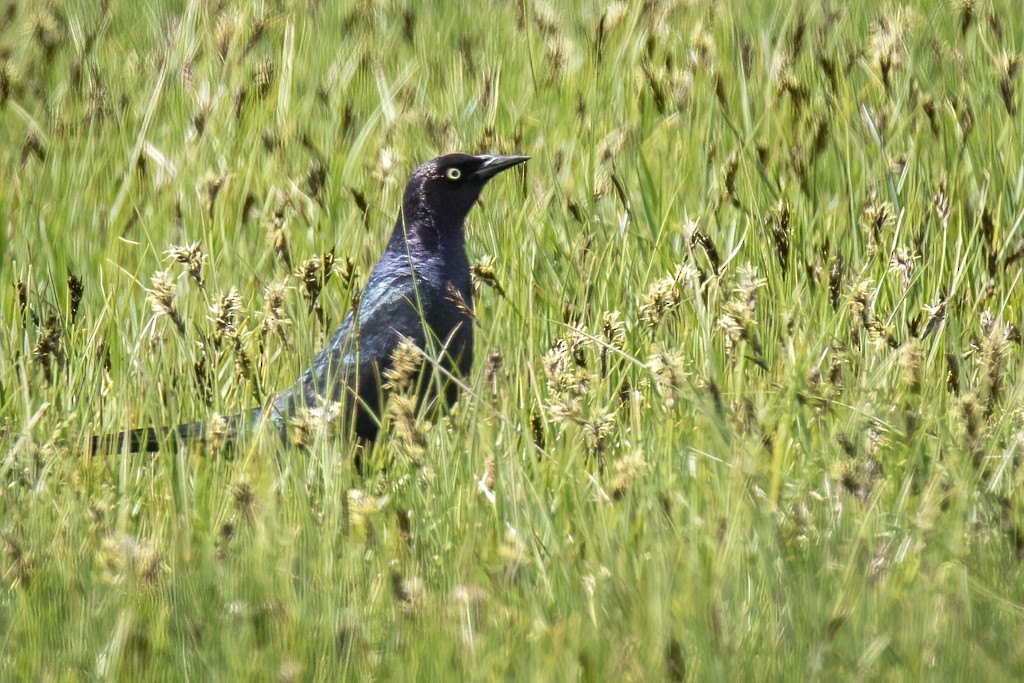 Brewer's Blackbird - ML578547731