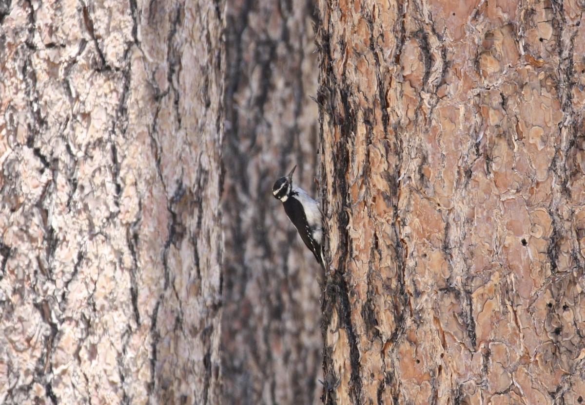 Hairy Woodpecker - ML578547801