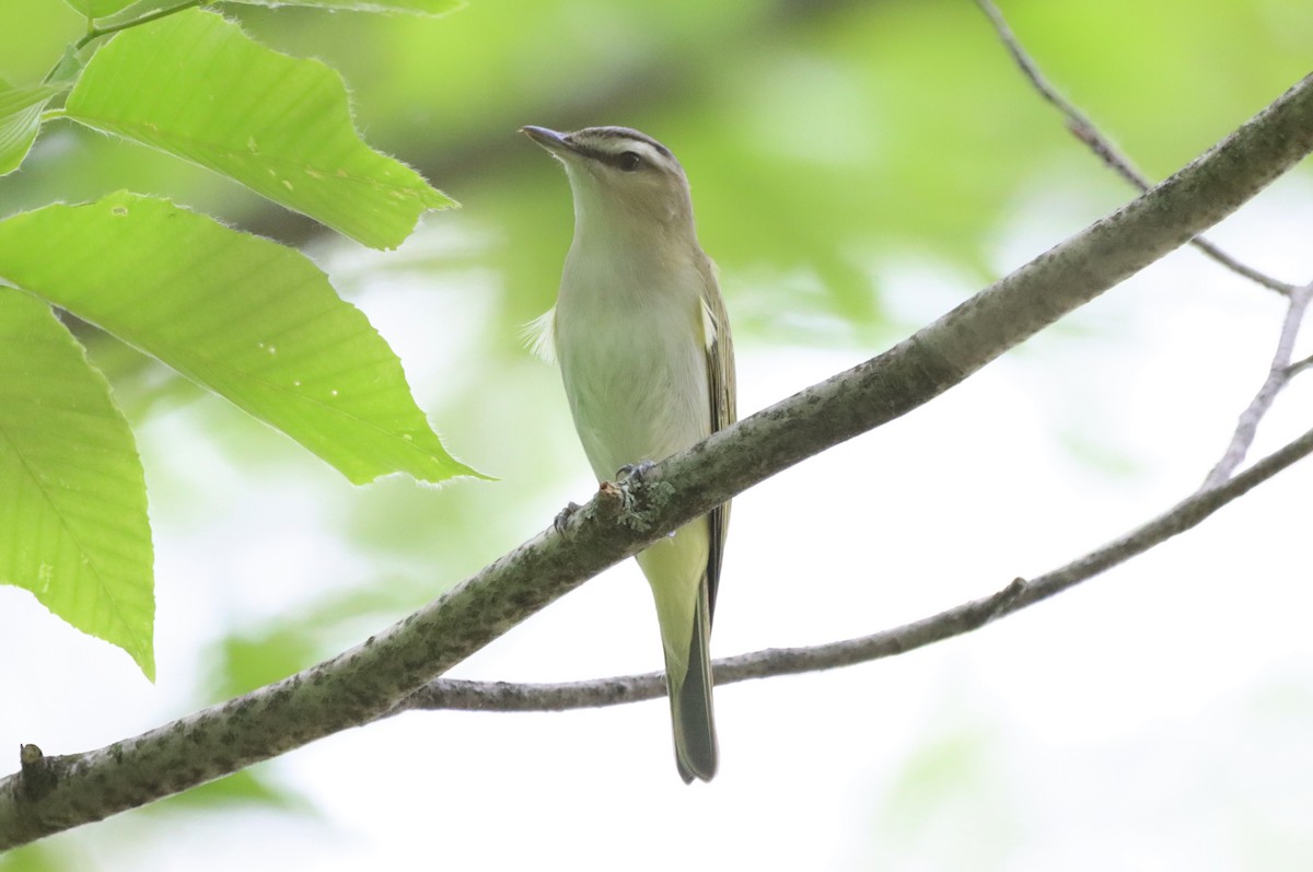 Kızıl Gözlü Vireo - ML578547821