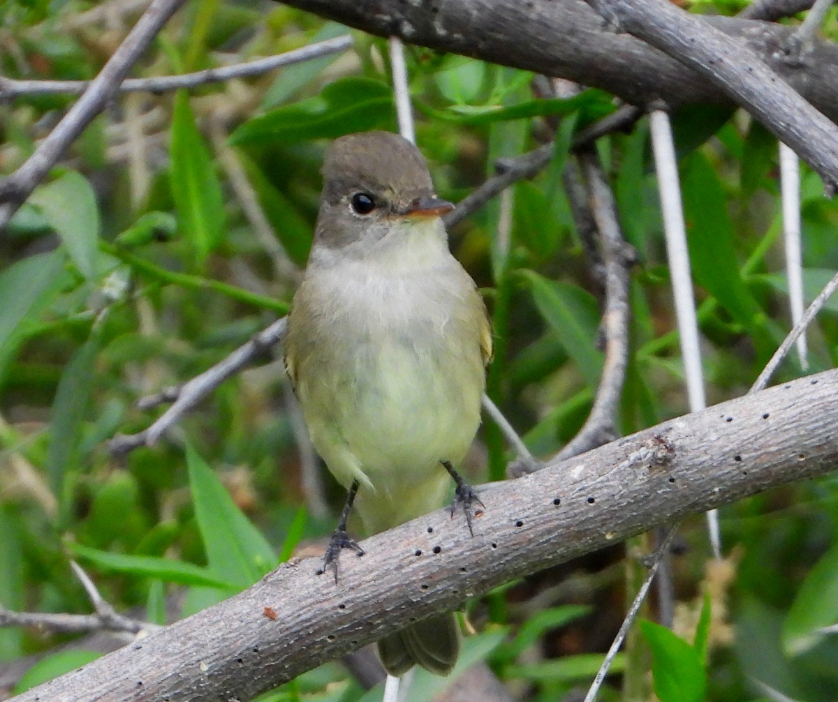 Willow Flycatcher - ML578548461