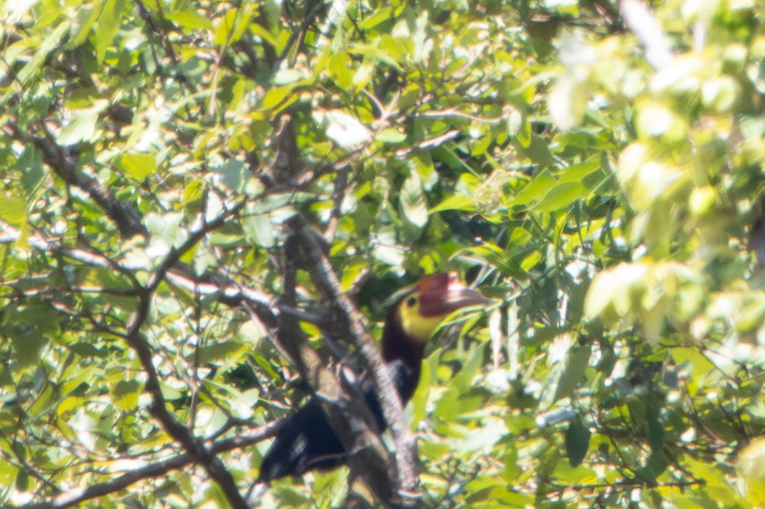 Writhe-billed Hornbill - ML578548811