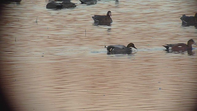 Falcated Duck - ML578550151