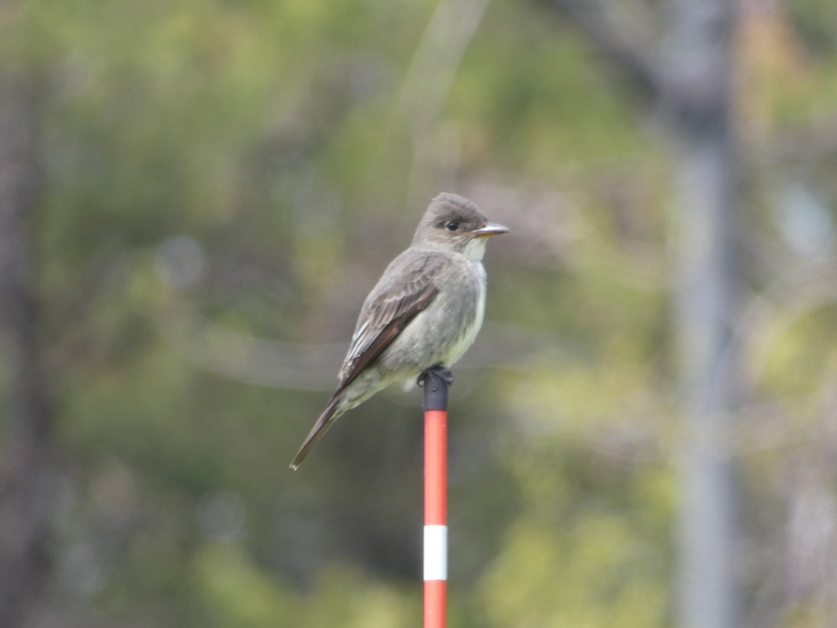 Olive-sided Flycatcher - ML578550491