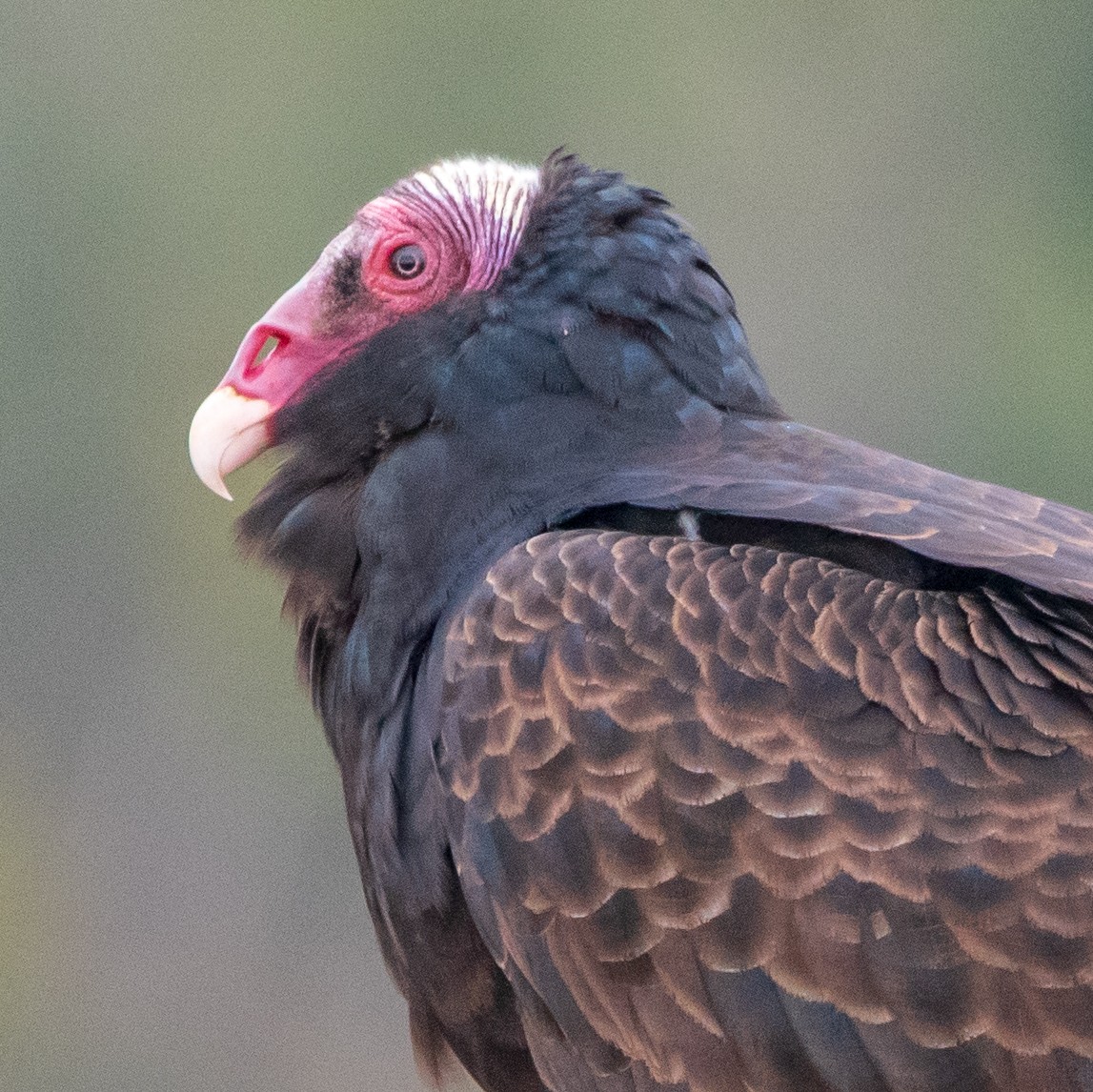 Turkey Vulture (Tropical) - Manuel Enrique Rojas Martinez - (REDAVES)
