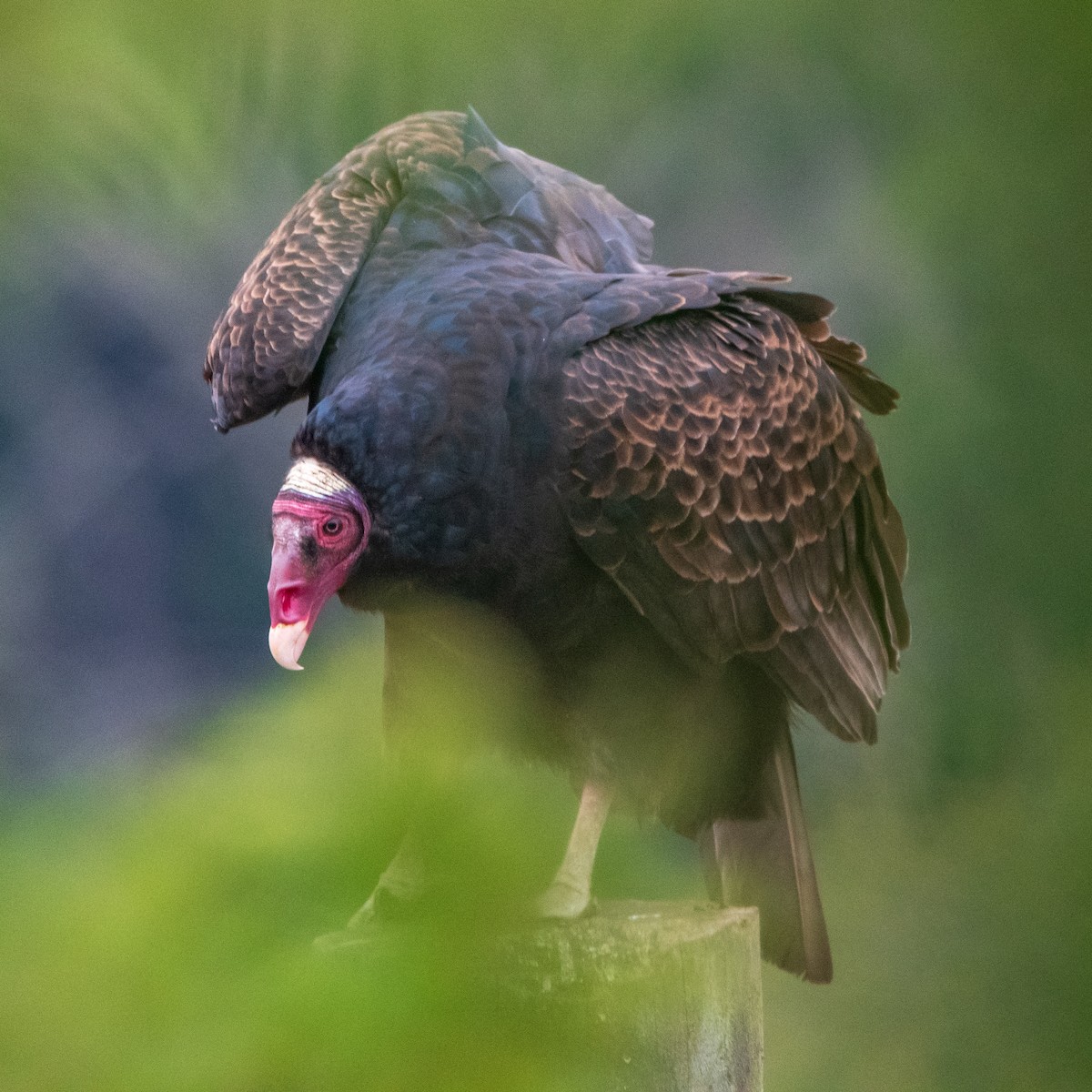 Turkey Vulture (Tropical) - Manuel Enrique Rojas Martinez - (REDAVES)