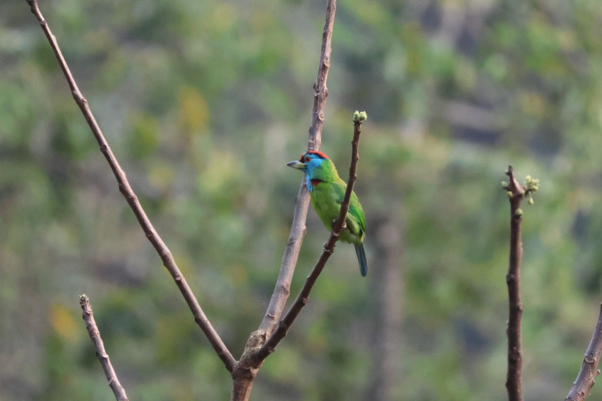 Blue-throated Barbet - ML578551591