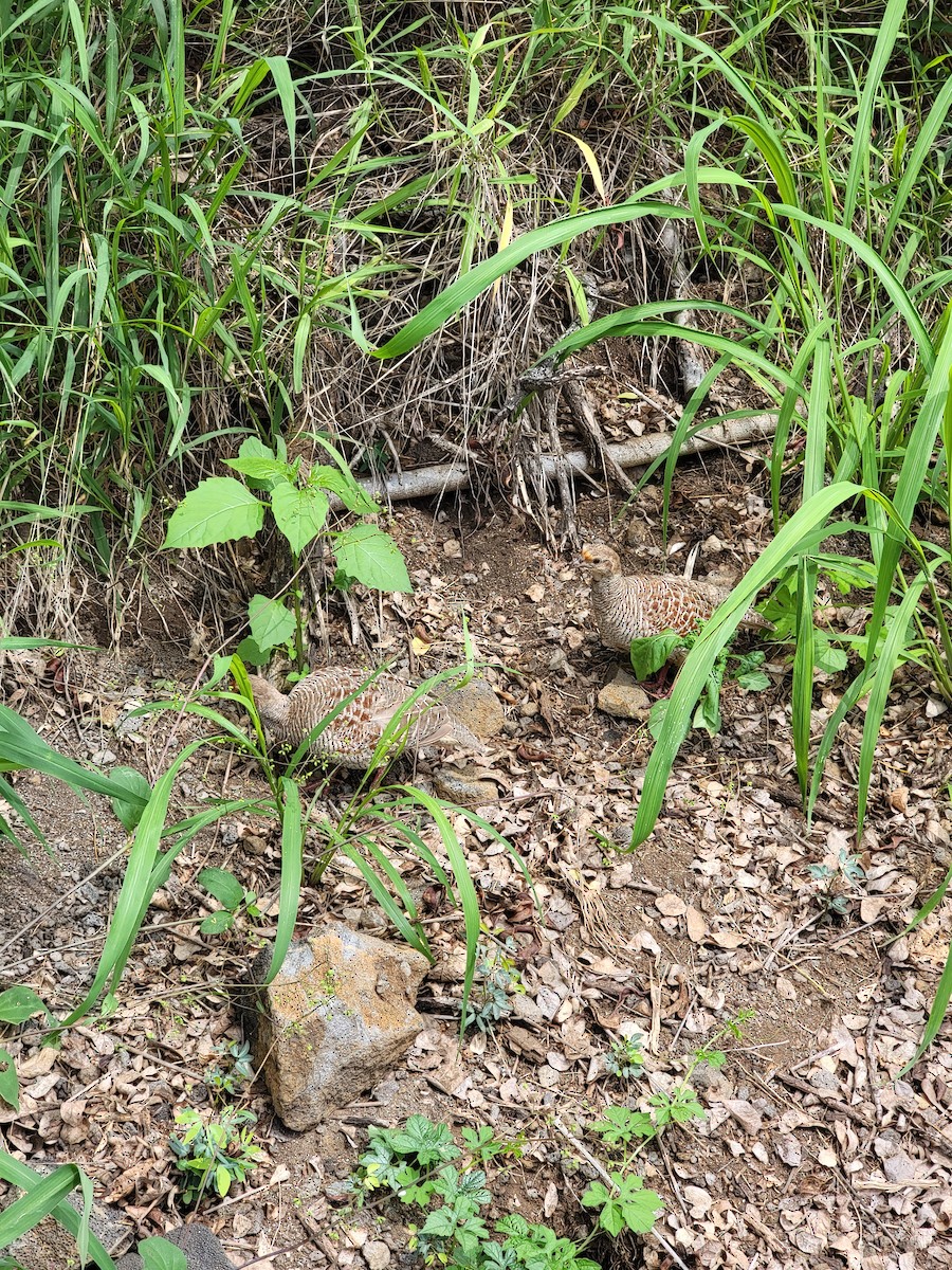 Gray Francolin - ML578552531