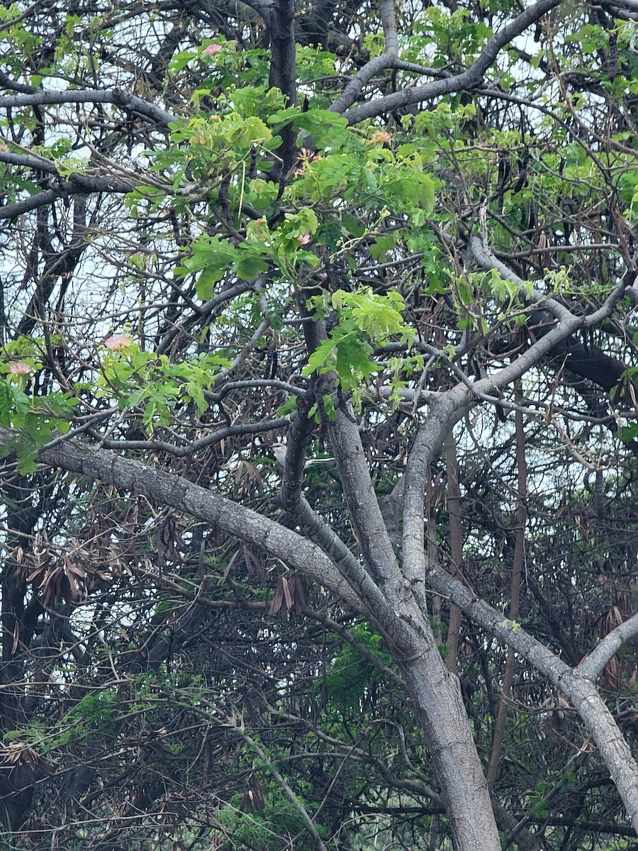 Northern Mockingbird - ML578552651