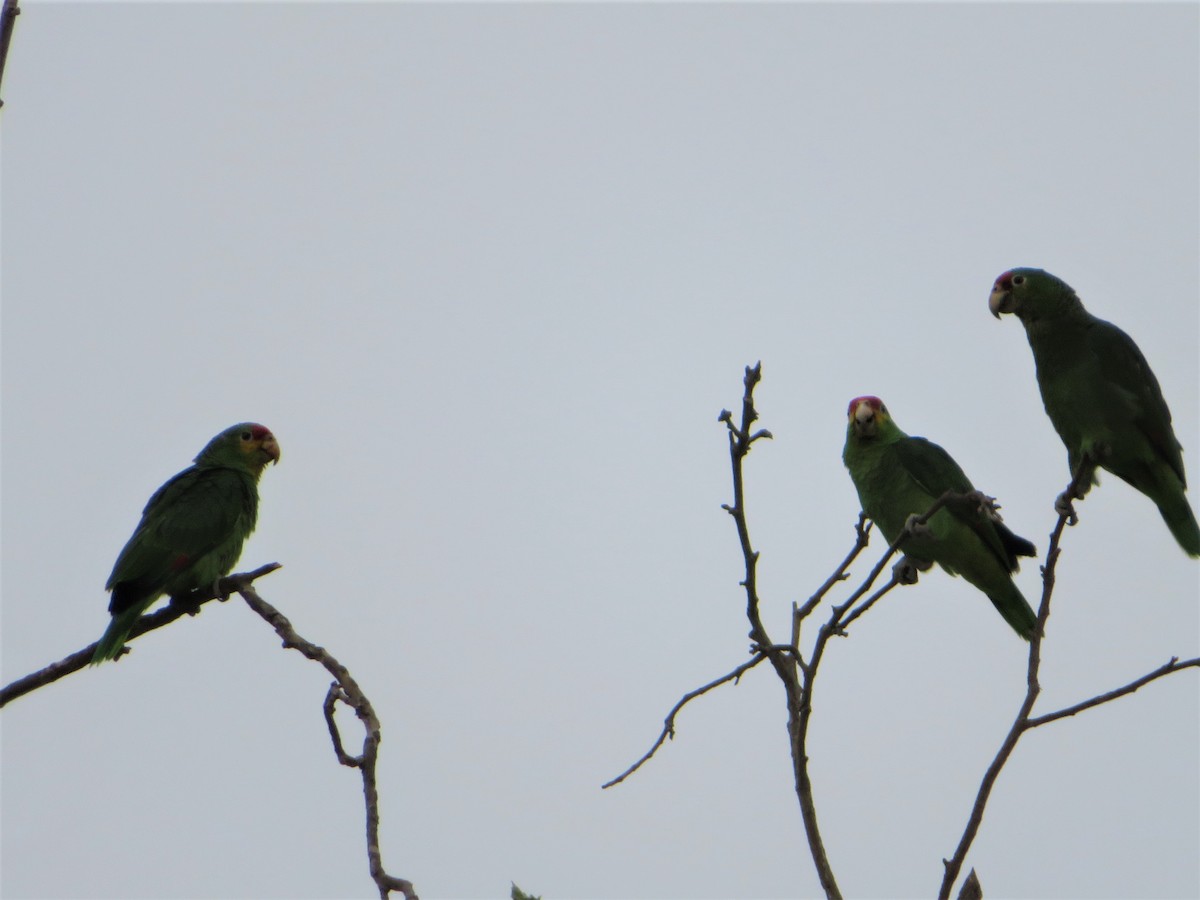 Red-lored Parrot - Bob Packard