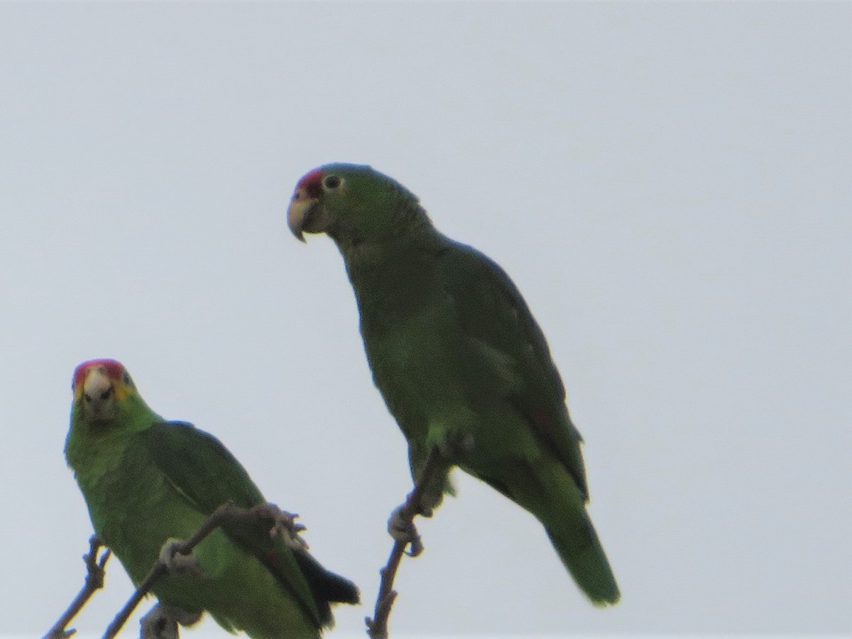 Red-crowned Parrot - Bob Packard