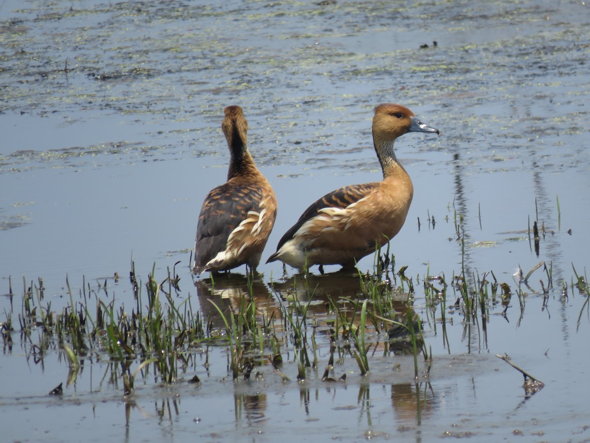 Fulvous Whistling-Duck - ML578554531