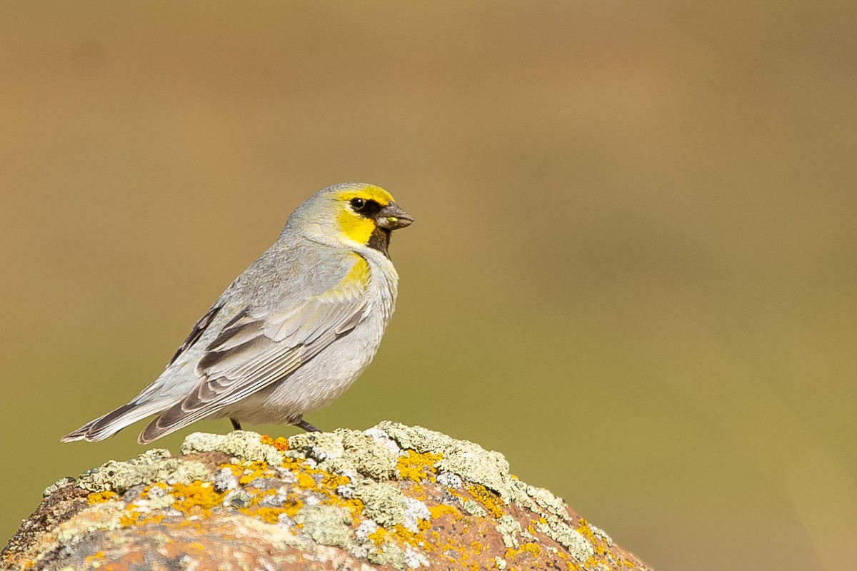 Yellow-bridled Finch - ML578554791