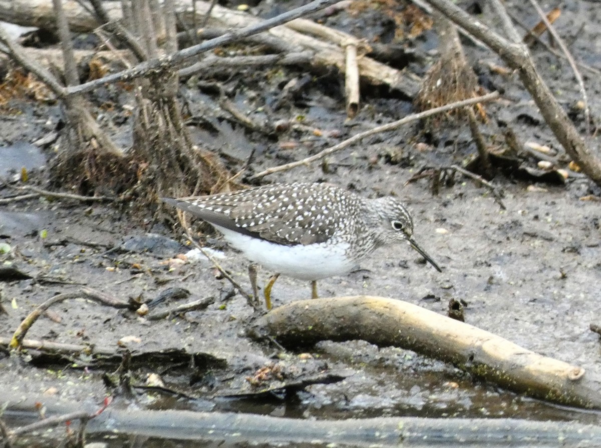 Solitary Sandpiper - Carl Bomkamp