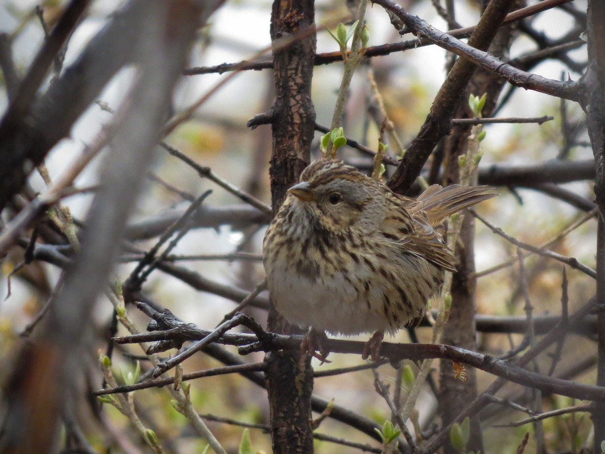 Lincoln's Sparrow - ML578554911