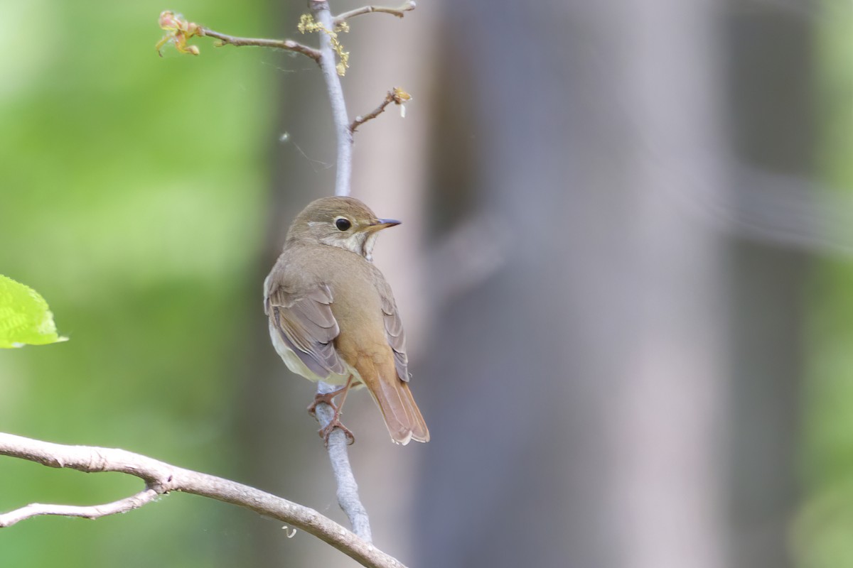 Hermit Thrush - Jeanne Verhulst