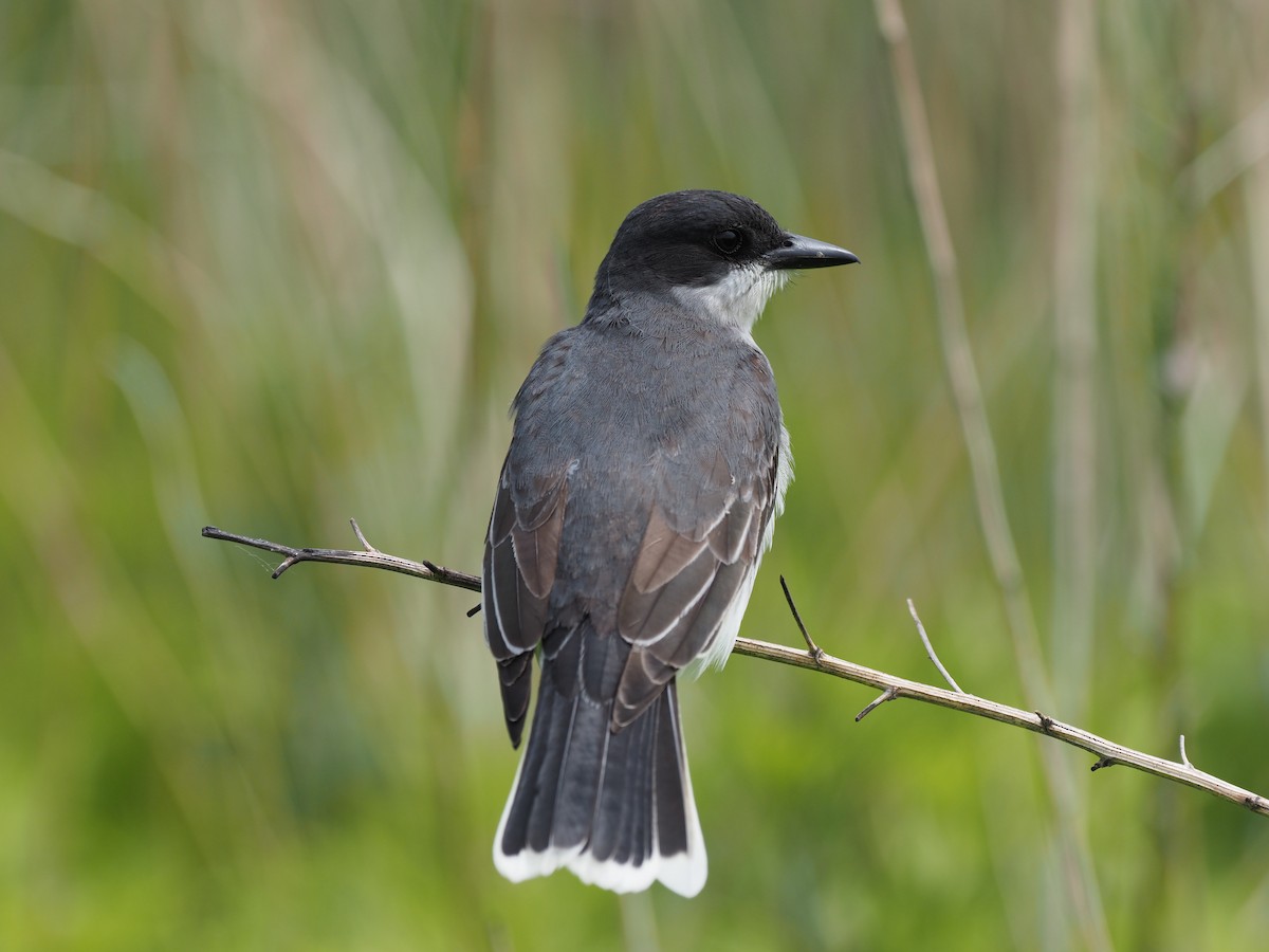 Eastern Kingbird - ML578555731