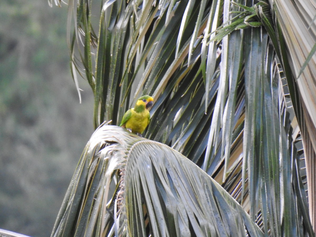 Yellow-eared Parrot - ML578555751