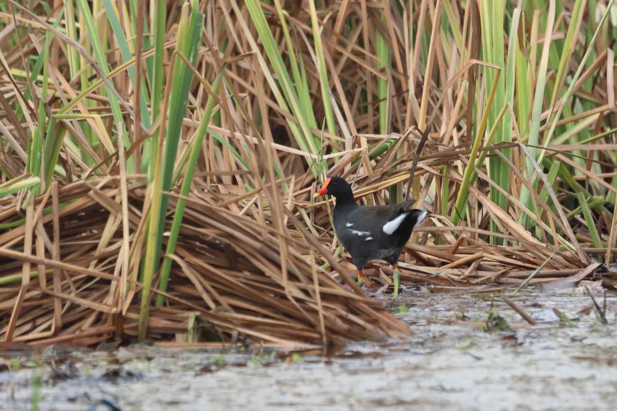 Common Gallinule - ML578556161