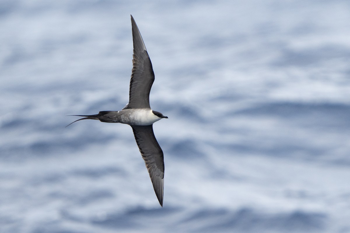 Long-tailed Jaeger - ML578556191
