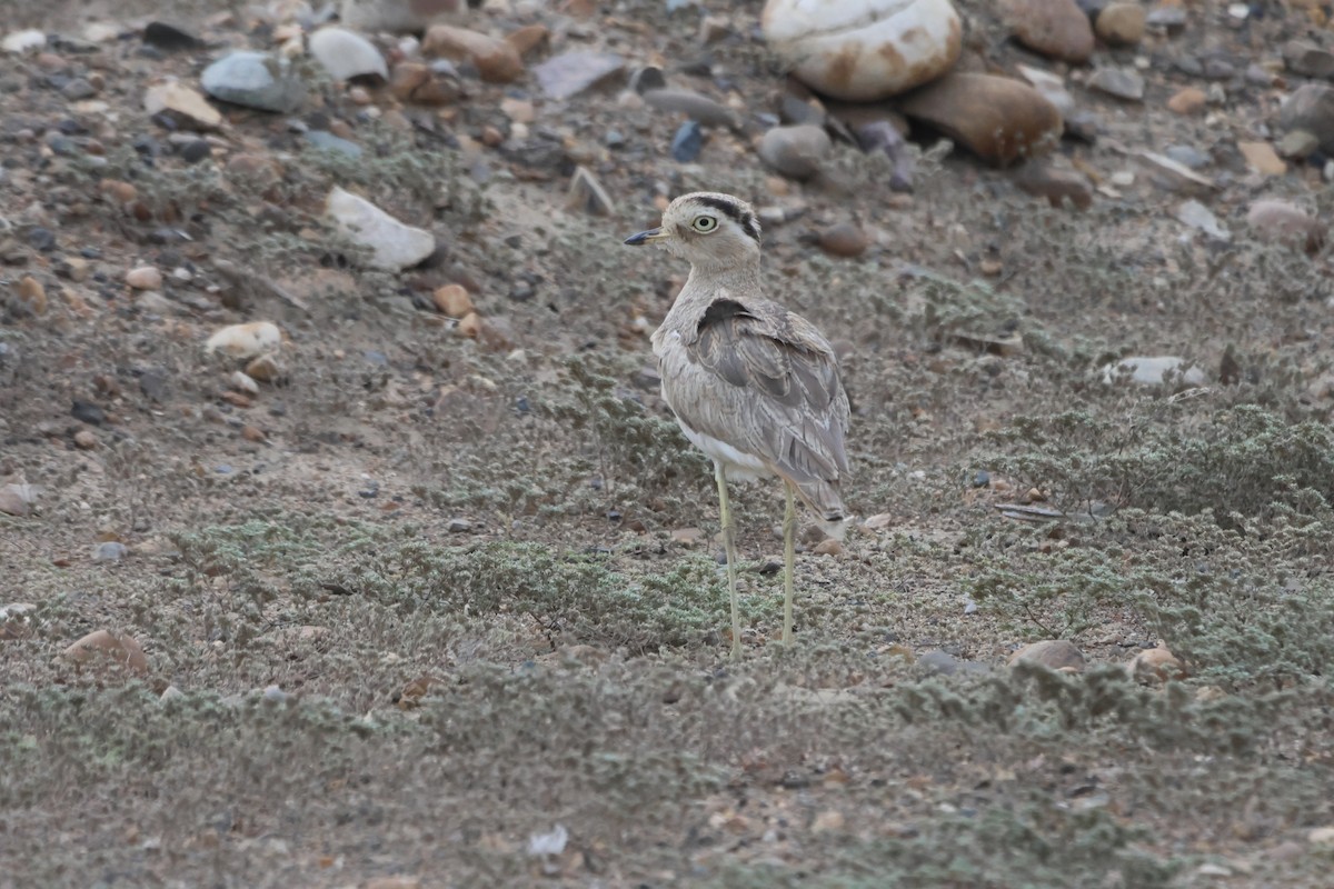 Peruvian Thick-knee - ML578556281