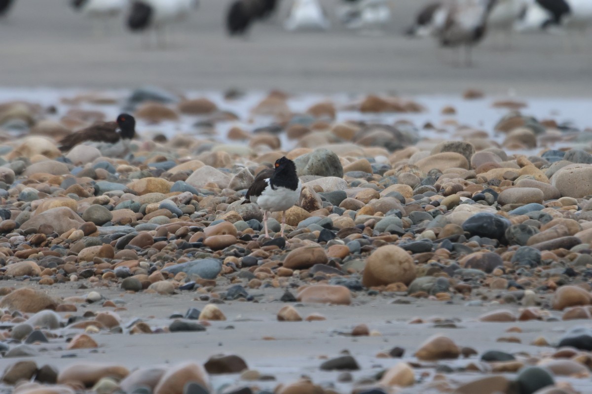 American Oystercatcher - ML578556391