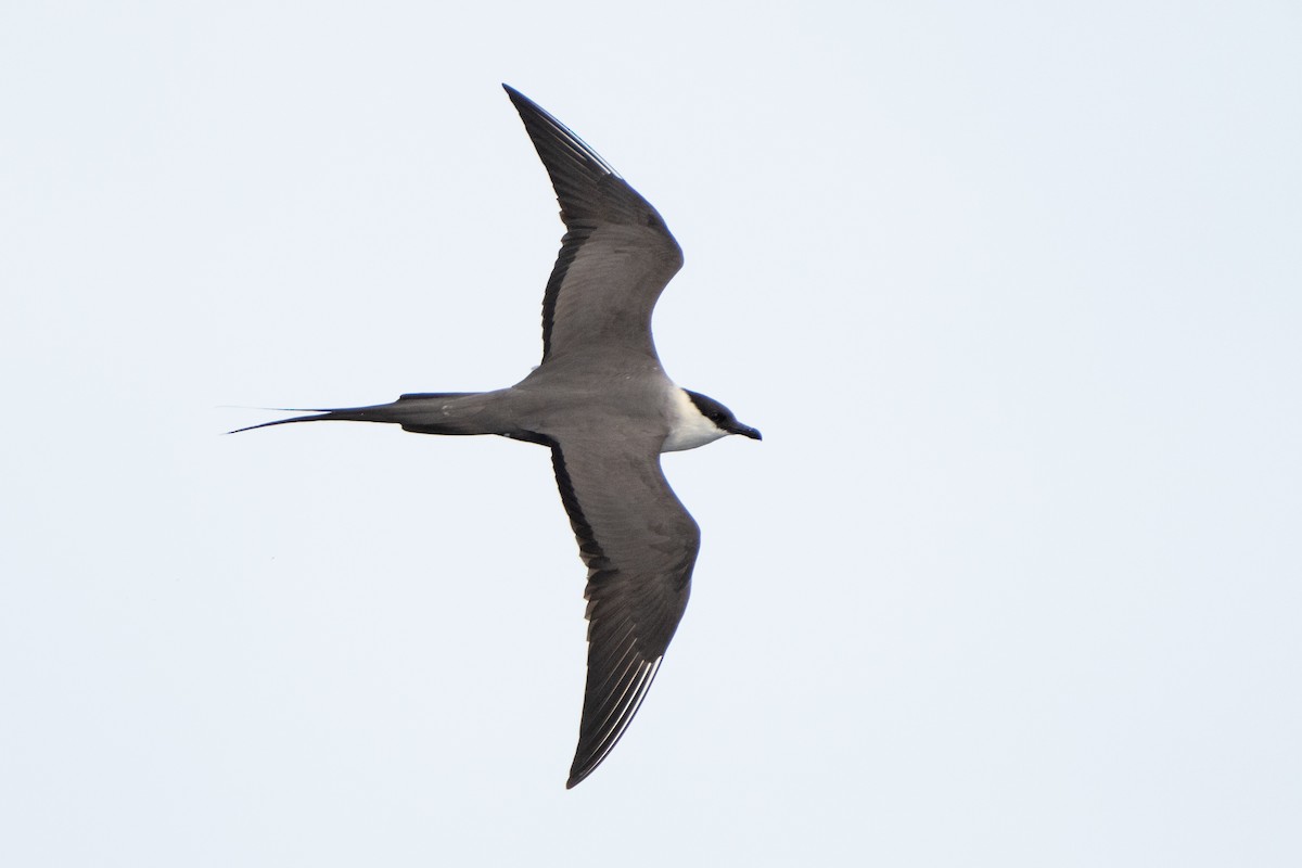 Long-tailed Jaeger - ML578556531