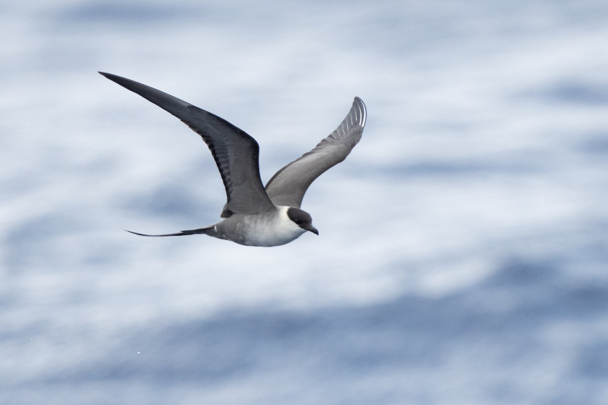 Long-tailed Jaeger - ML578556541