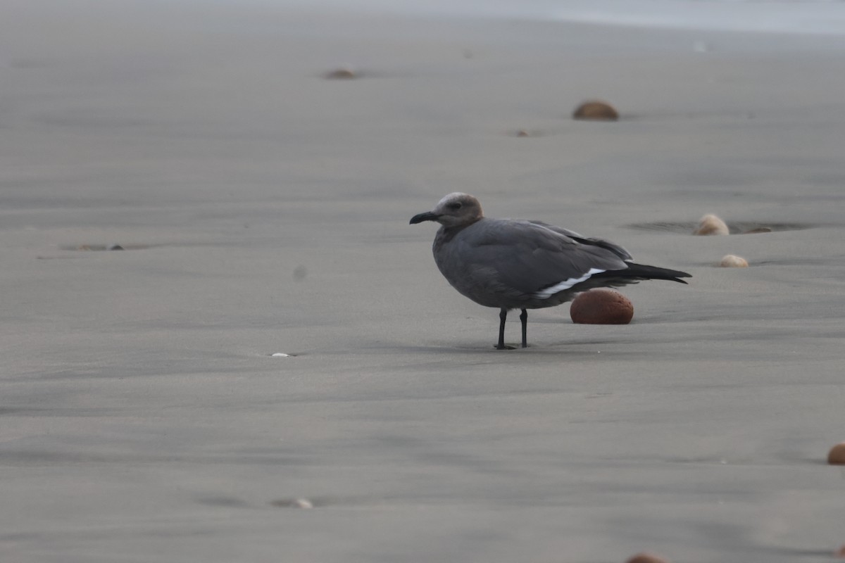 Goéland gris - ML578556701