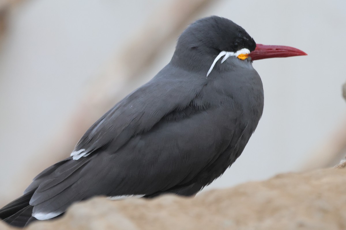 Inca Tern - ML578557531