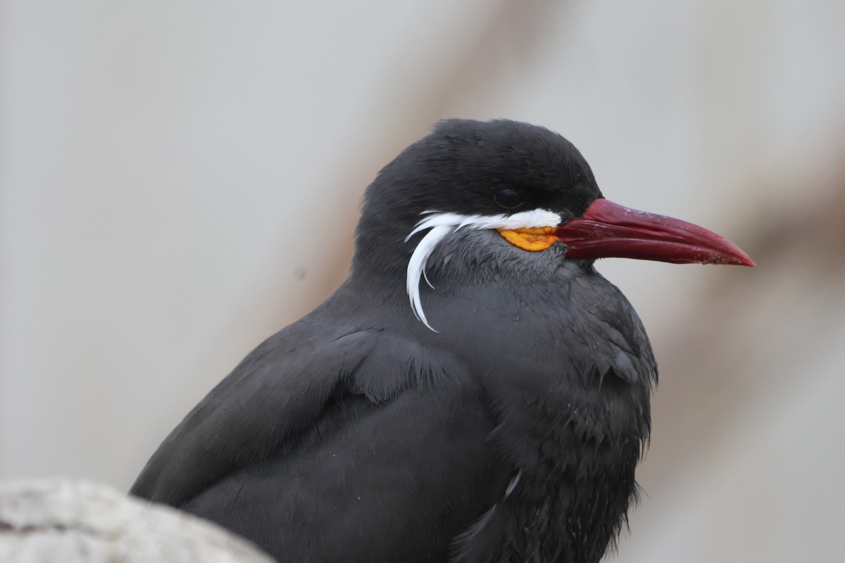 Inca Tern - ML578557541