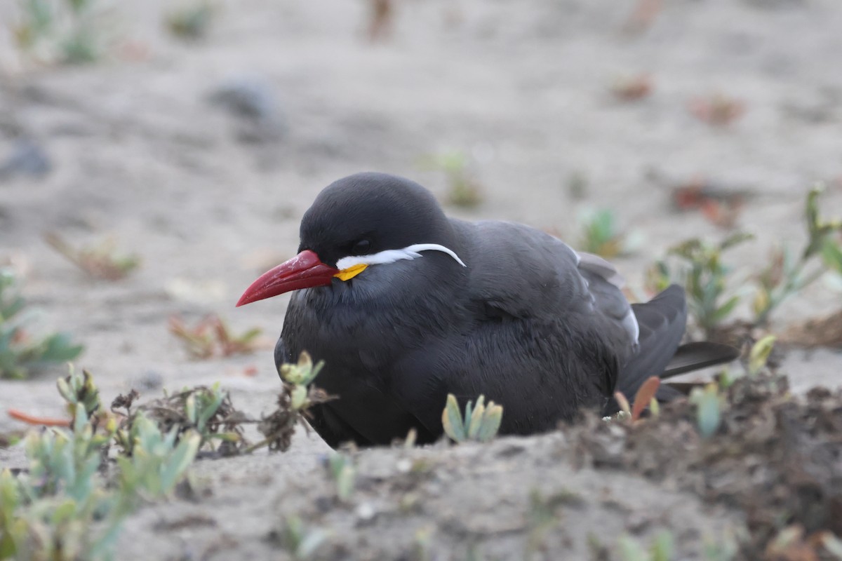 Inca Tern - ML578557551