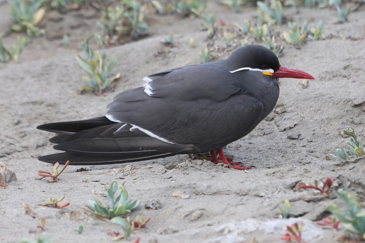 Inca Tern - ML578557581