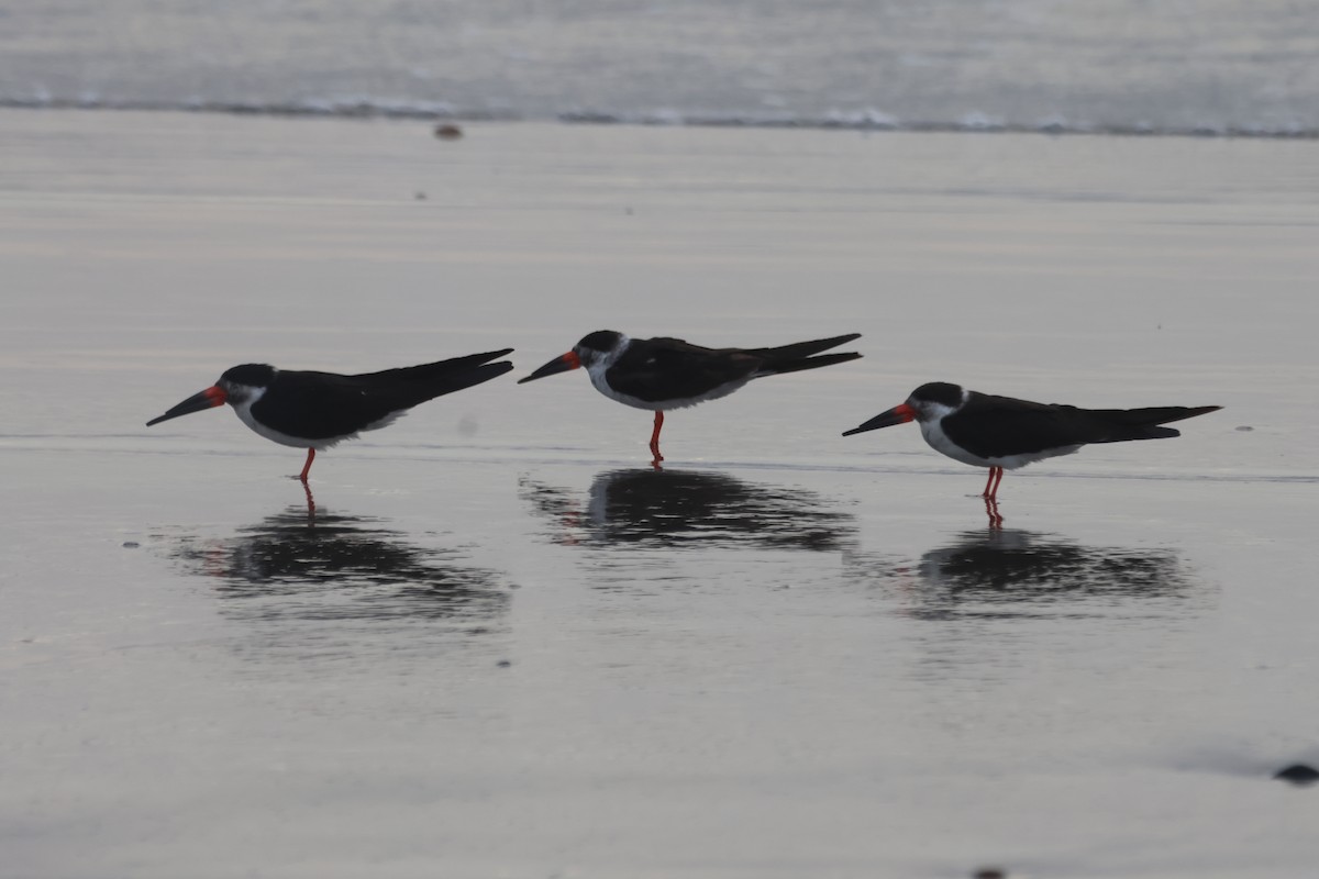 Black Skimmer - ML578558001