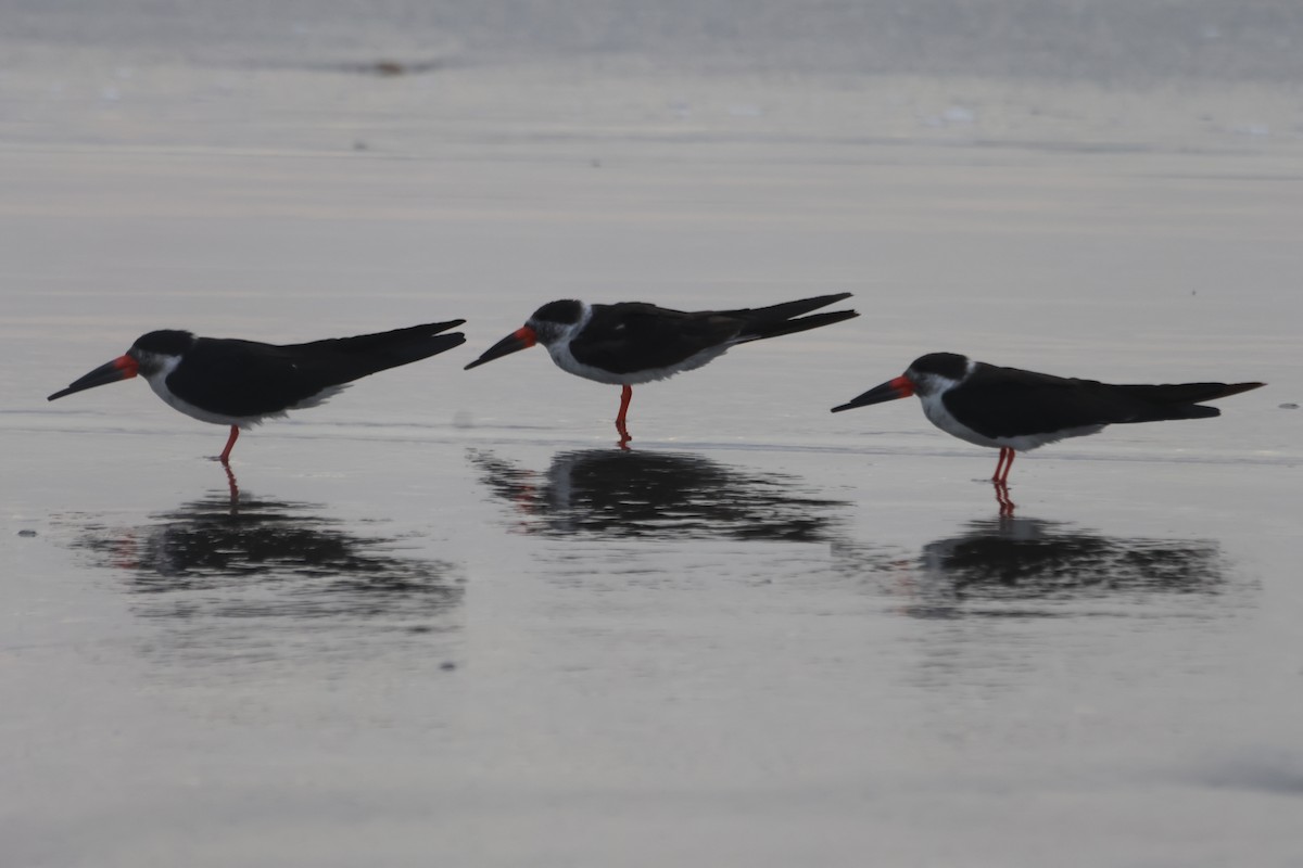 Black Skimmer - ML578558011