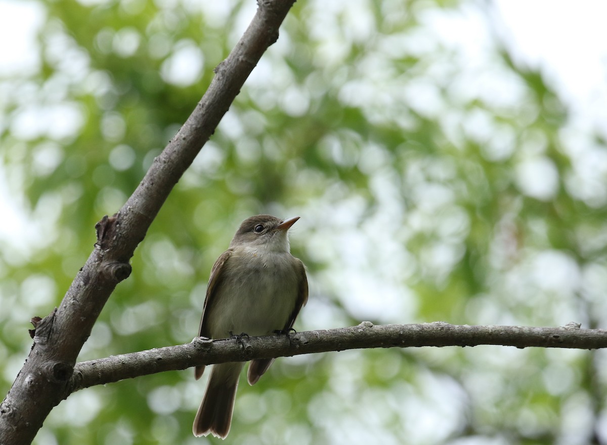 Eastern Phoebe - ML57855841