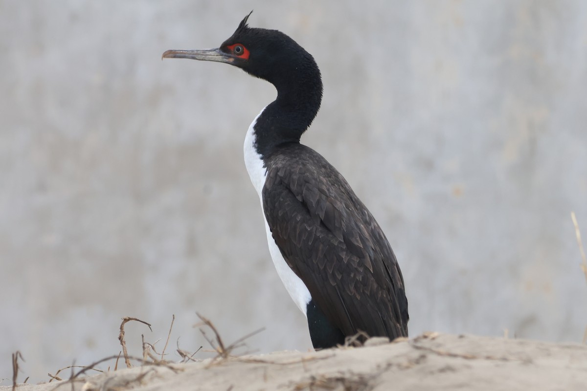 Guanay Cormorant - ML578558421