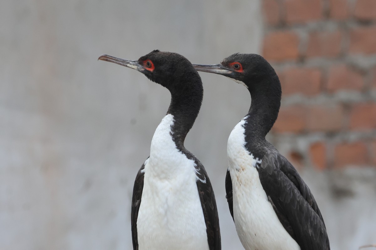 Cormoran de Bougainville - ML578558431