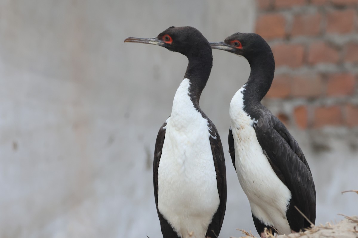 Cormoran de Bougainville - ML578558491