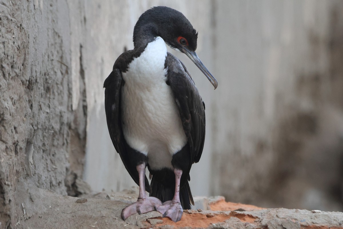 Cormoran de Bougainville - ML578558501