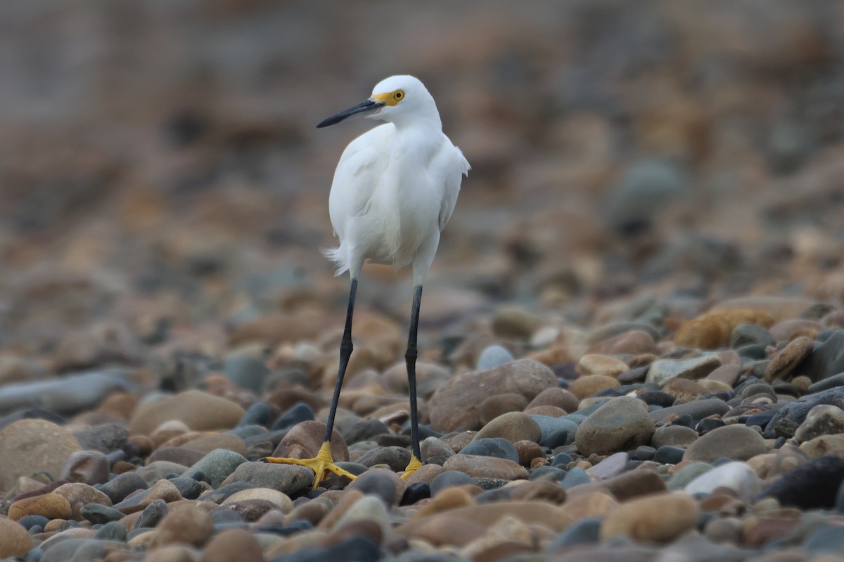 Snowy Egret - ML578558751